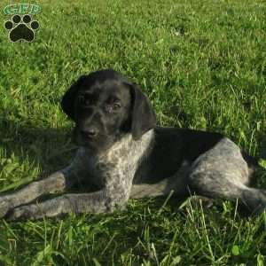 Hailey, German Shorthaired Pointer Puppy